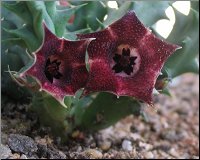 Huernia macrocarpa 1